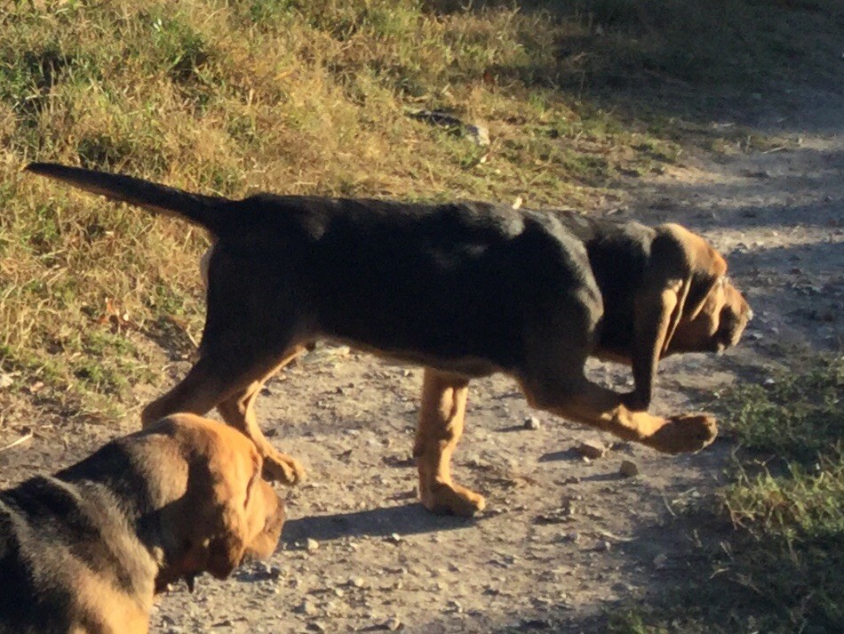 Chiot Chien De Saint Hubert Mâle Disponible En Occitanie