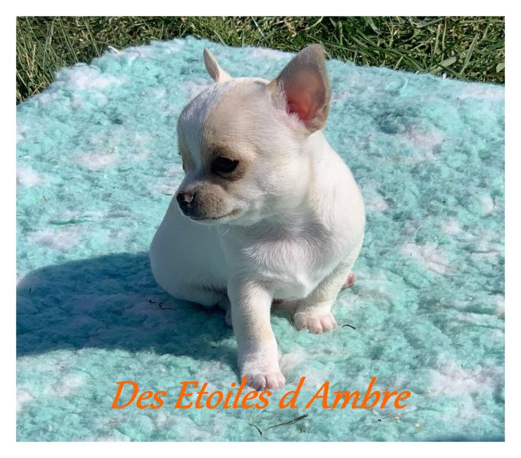 Chiot Chihuahua, RAINBOW DREAM, mÃ¢le disponible en Auvergne-Rhone-Alpes