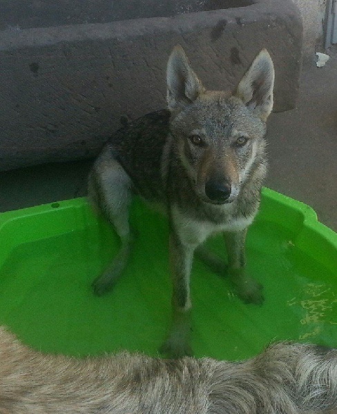 Laiyanna Des Loups De Boheme