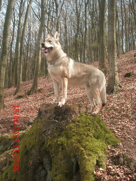 Accueil Elevage Des Loups De Boheme Eleveur De Chiens