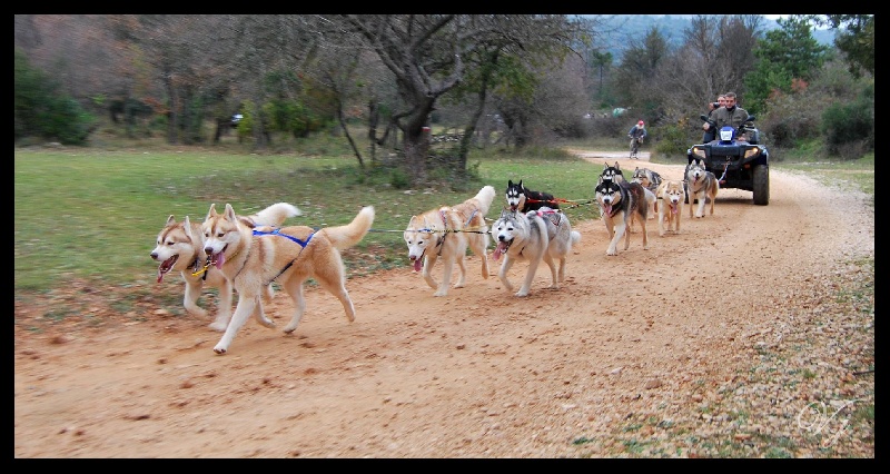 demon Des garrigues du loup du canebas