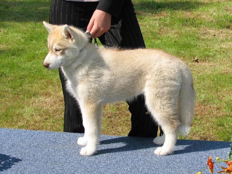 Daika Des garrigues du loup du canebas