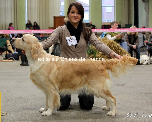 CH. Ashbury Velvet kiss (dite vicky)