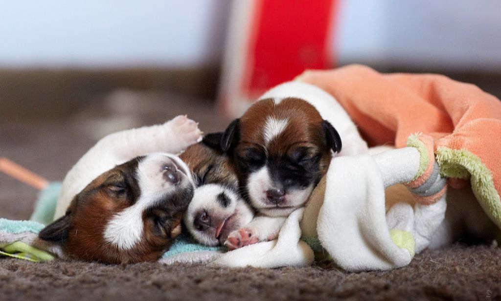 Accueil Elevage De Chiots Jack Russel Lof Allier Puy De Dome Auvergne Rhones Alpes Ile De France