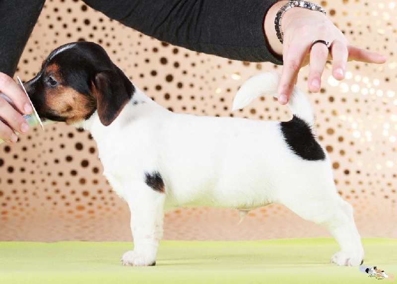 Chiot Elevage De Chiots Jack Russel Lof Allier Puy De Dome Auvergne Rhones Alpes Ile De France