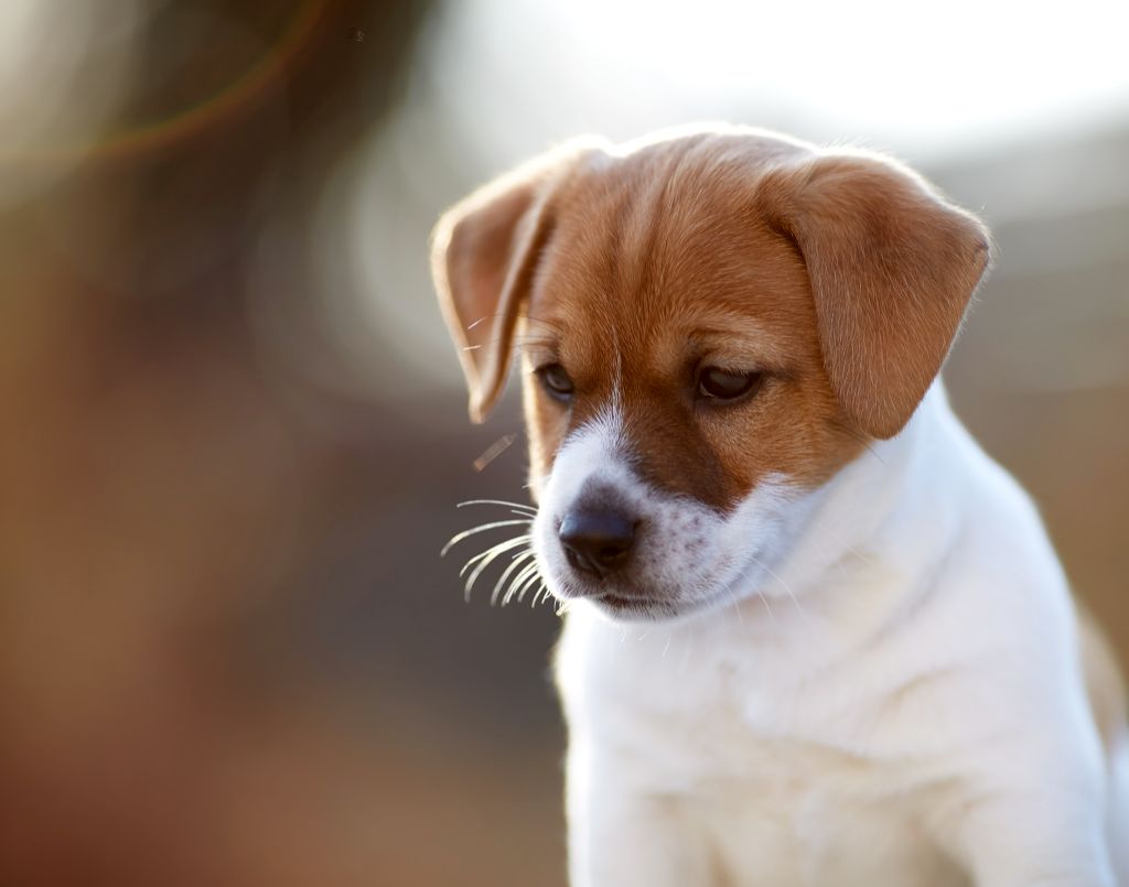 Chiot Elevage De Chiots Jack Russel Lof Allier Puy De Dome Auvergne Rhones Alpes Ile De France