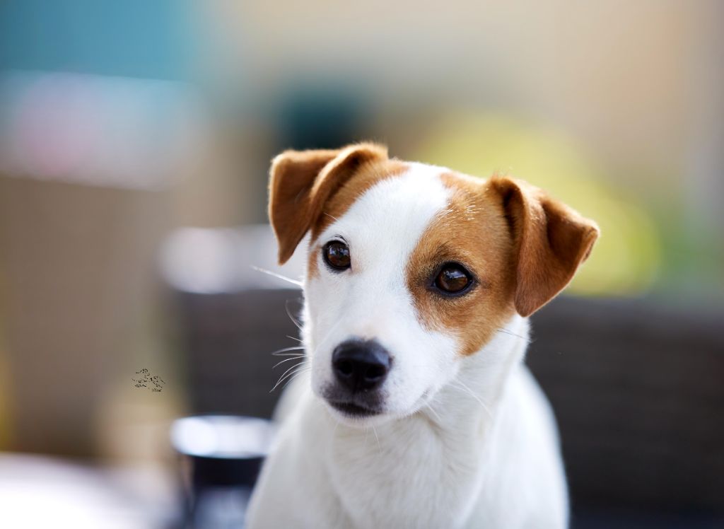 Accueil Elevage De Chiots Jack Russel Lof Allier Puy De Dome Auvergne Rhones Alpes Ile De France