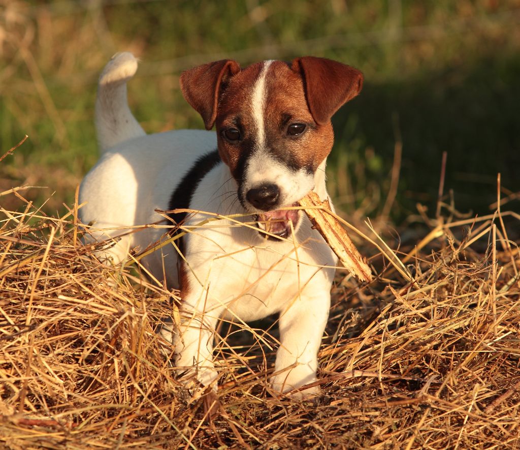 Accueil Elevage De Chiots Jack Russel Lof Allier Puy De Dome Auvergne Rhones Alpes Ile De France