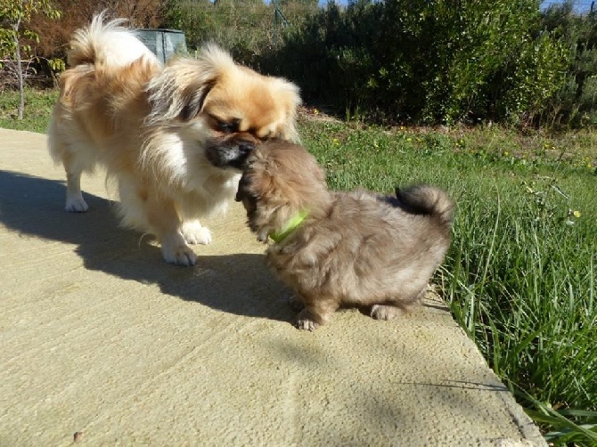 Accueil Elevage De Lhaba Simkhyi Eleveur De Chiens