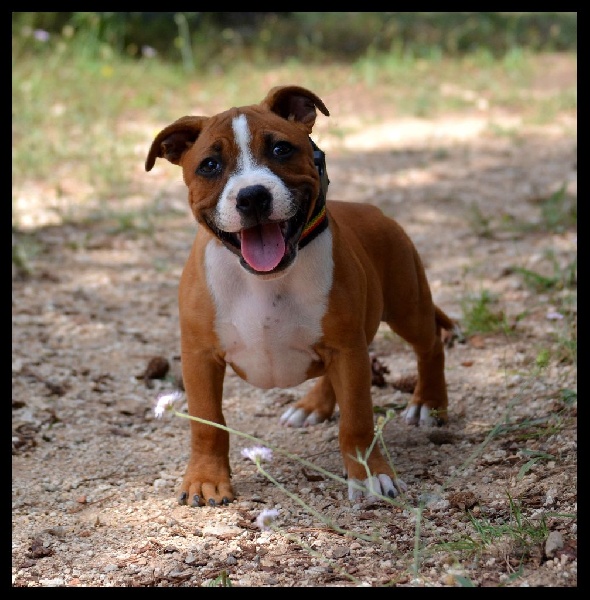 Chien - Elevage Gameness Staff - eleveur de chiens Staffordshire Bull ...