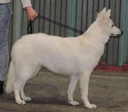 Laïkha Des Loups Anges De Kaina