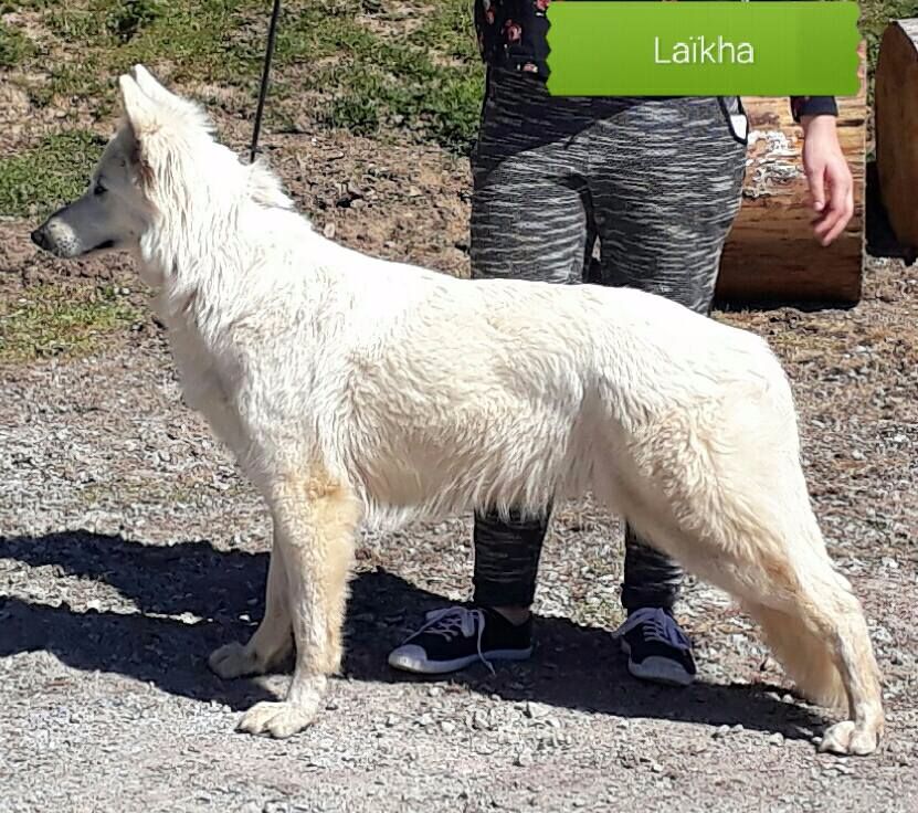 Laïkha Des Loups Anges De Kaina