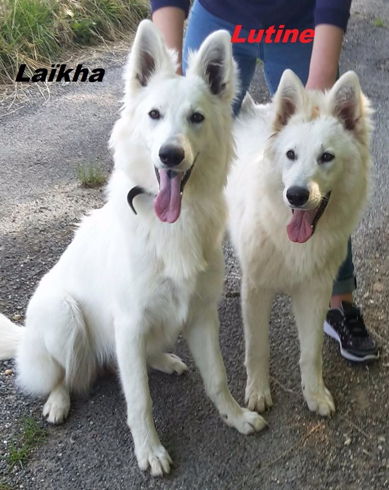 Laïkha Des Loups Anges De Kaina