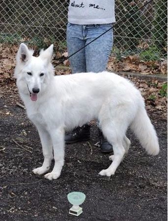 Laïkha Des Loups Anges De Kaina