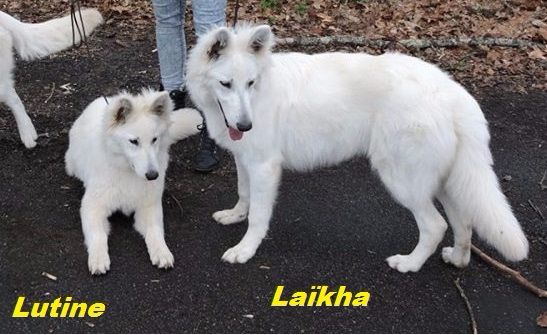 Laïkha Des Loups Anges De Kaina