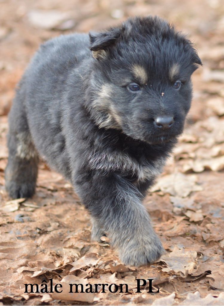 Chiot Berger Allemand Mâle Disponible En Nouvelle Aquitaine