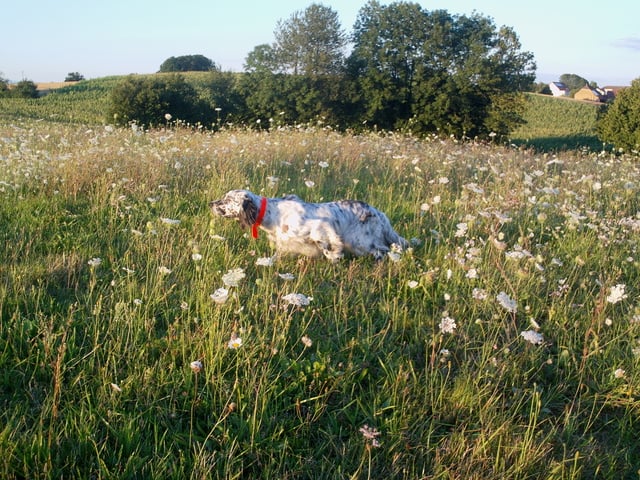 TR. Cash du Milobre de Bouisse