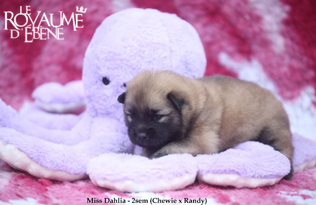 Chiot Eurasier Miss Dahlia Du Royaume D Eb Ne