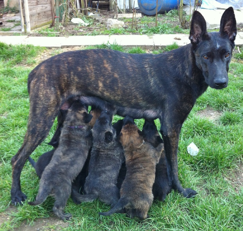 Chiot Elevage De La Cité Des Conquistadores Eleveur De