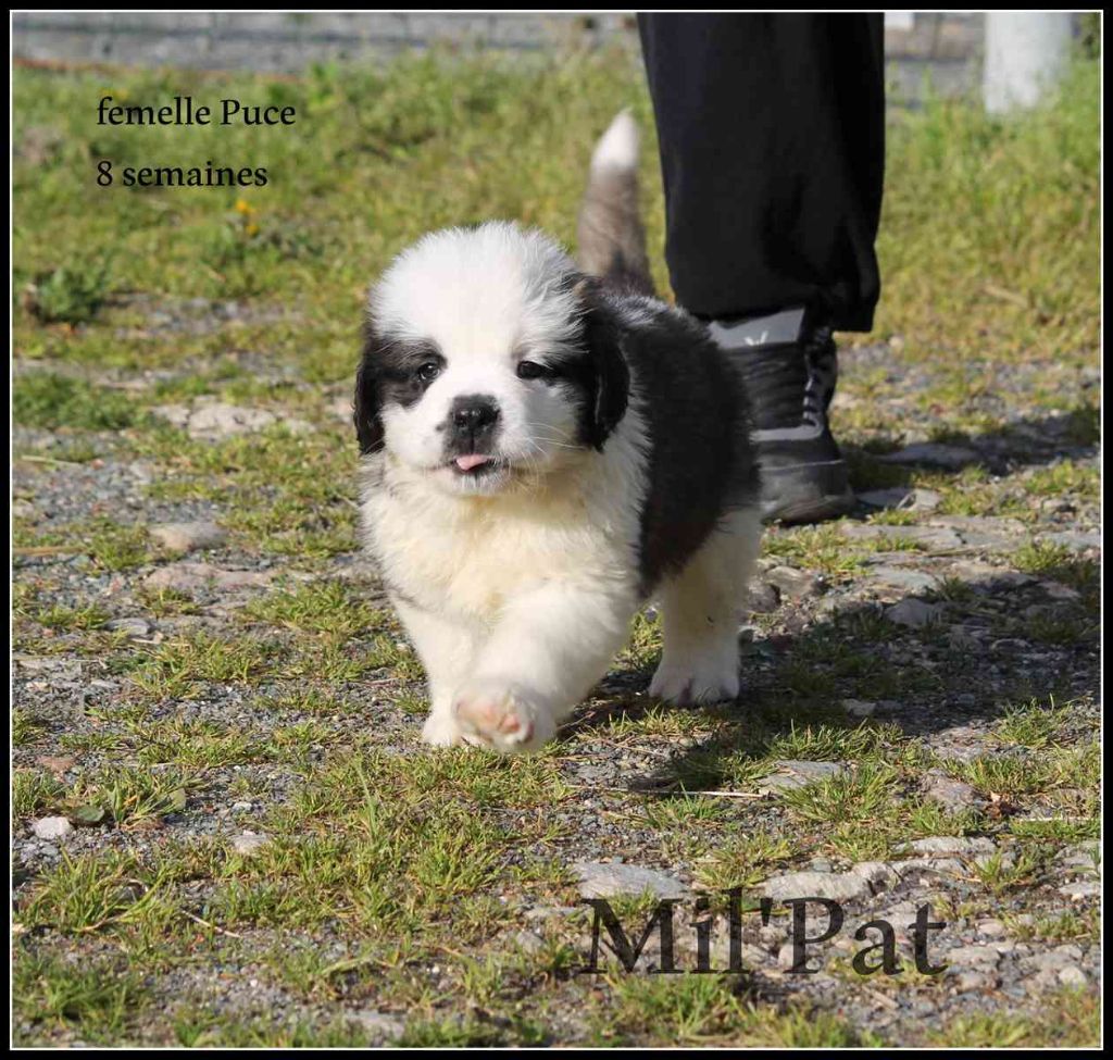 Chiot Chien Du Saint Bernard Chiot Puce Femelle Disponible