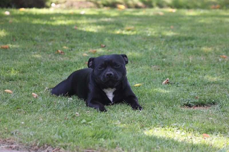 Gipsy queen ( athena ) du domaine forestier