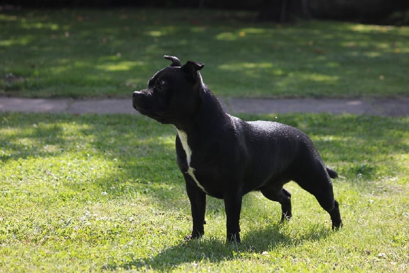 Gipsy queen ( athena ) du domaine forestier