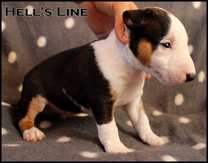 Chiot Elevage Hell S Line Eleveur De Chiens Bull Terrier Miniature