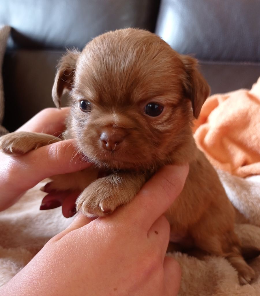 Chiot Chihuahua, mâle disponible en Pays de la Loire, 44 - Loire 