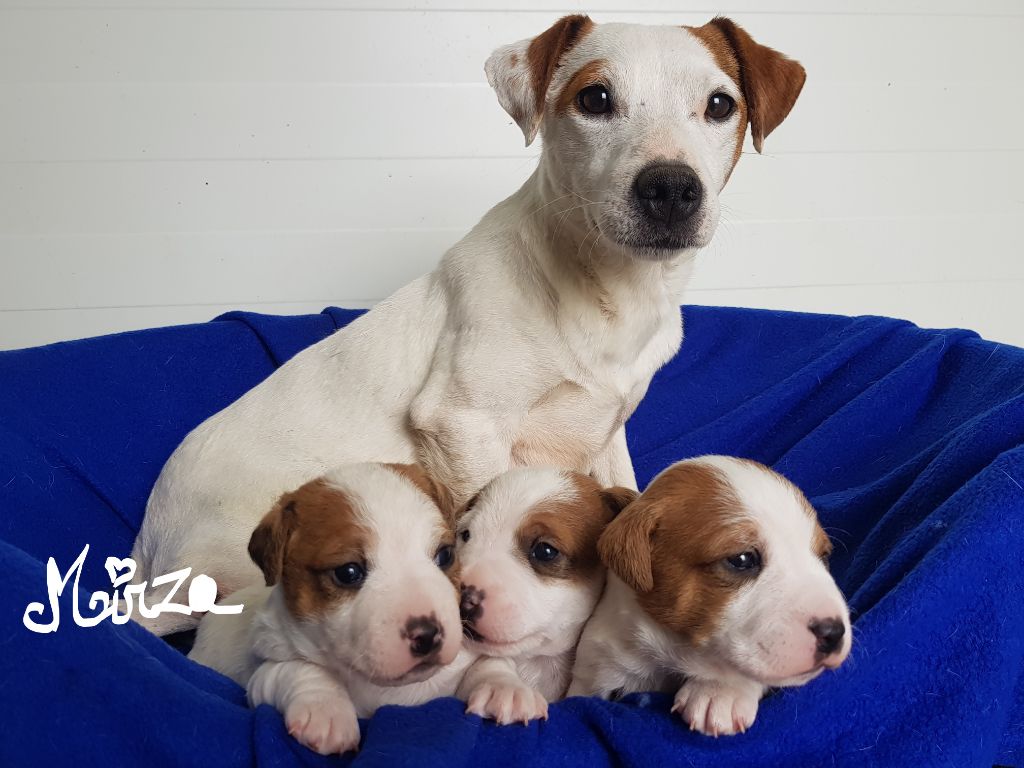 Chiot Elevage Du Domaine Des Pattes Dorees Eleveur De Chiens Jack Russell Terrier