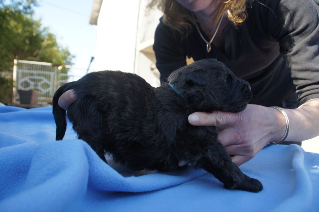 Chiot Bouvier Des Flandres Chiot 10 Turquoise Male Disponible En Nouvelle Aquitaine 23 Creuse Toutes Les Portees Les Chiots De Race Les Eleveurs Et Chiens De Race Sont Sur Chiens De France Com