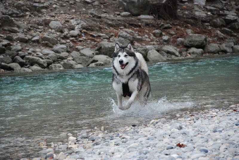 Baltik de La Fougue du Nord