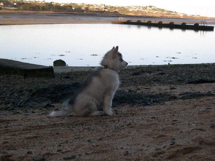 Baltik de La Fougue du Nord