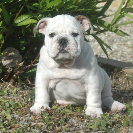 CH. Georgia white pride of burly bulky bull's