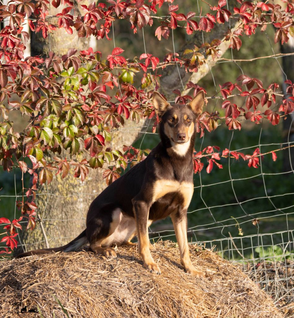 Une'fauve De FinBerYo