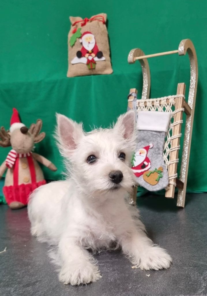 Chiot West Highland White Terrier VALDA Nom Provisoire Des Sentiers Du Perche