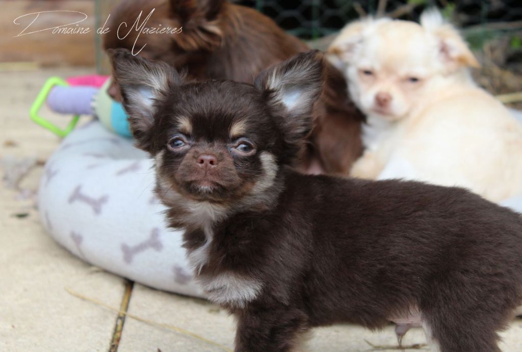 Chiot Elevage Du Domaine De Mazières Eleveur De Chiens