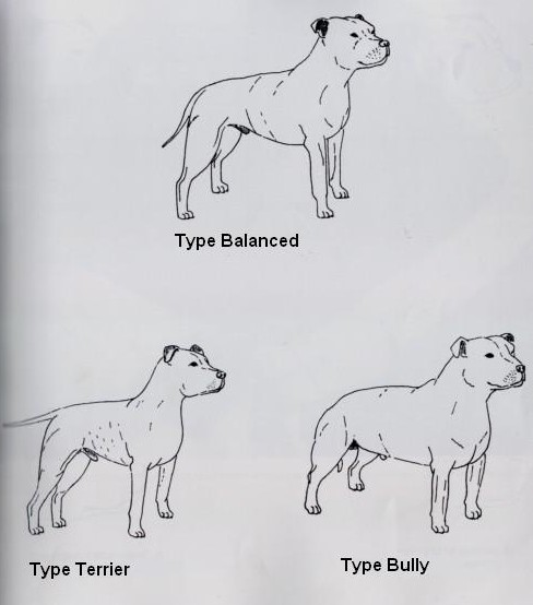 type staffie