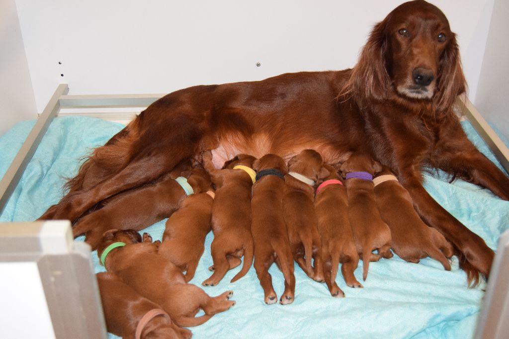 Chiot Elevage De La Chataigneraie De Bel Air Eleveur De Chiens Setter Irlandais Rouge