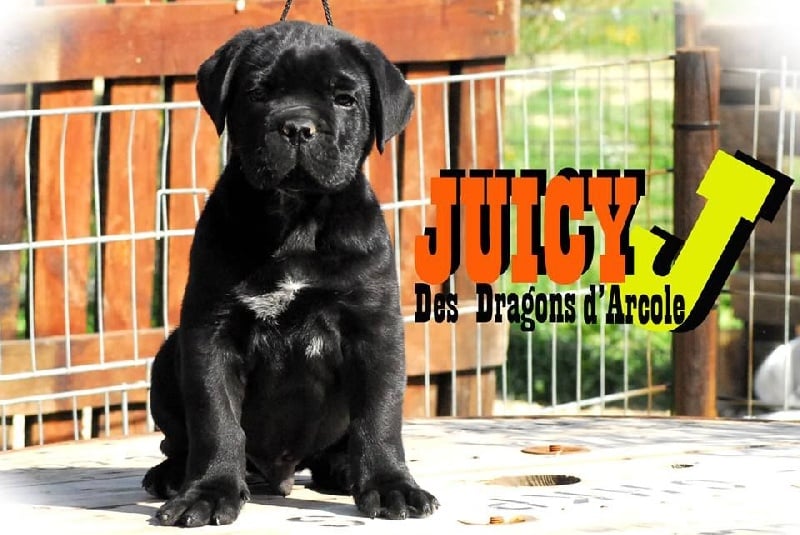 Juicy-j Des Dragons D'Arcole