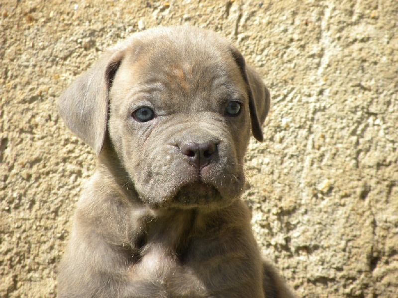 Chiot Elevage Du Soleil Vert Eleveur De Chiens Cane Corso