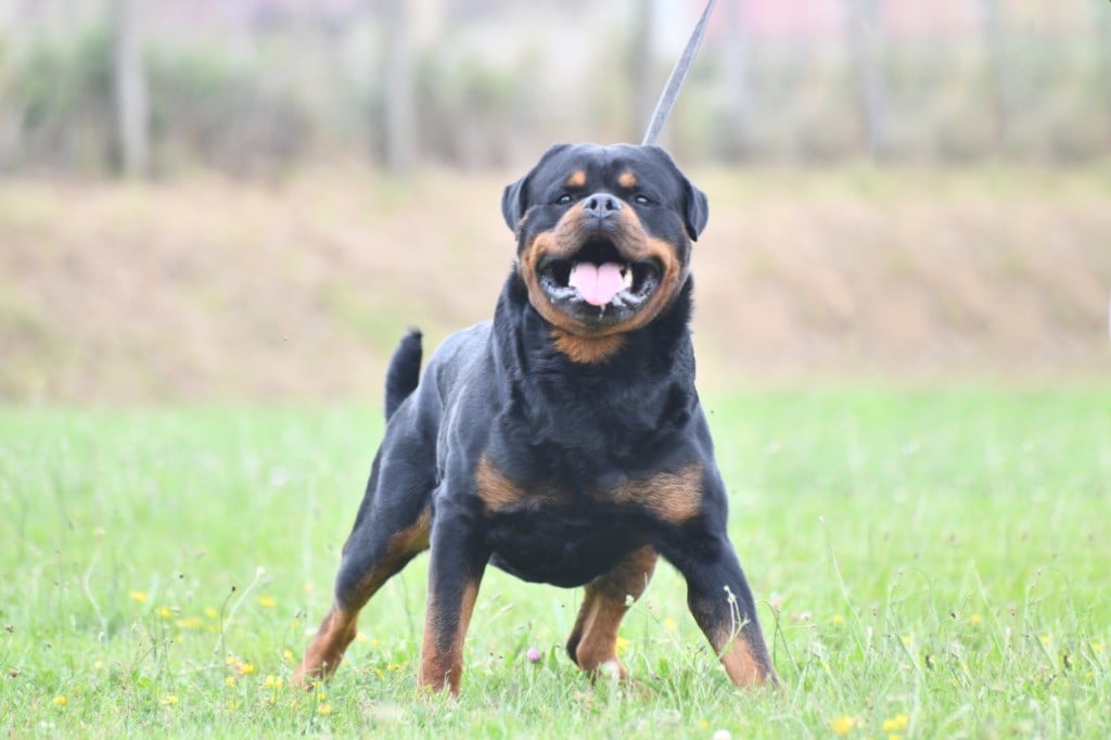 Remus Sur La Voie De La Reconnaissance