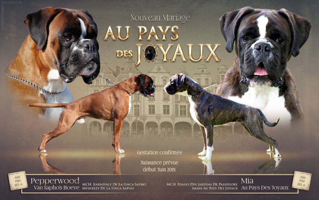 Accueil Elevage Au Pays Des Joyaux Eleveur De Chiens Boxer