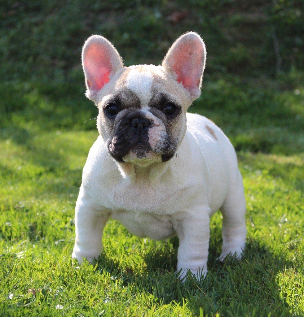 prix chiot bouledogue francais - chien bouledogue français prix