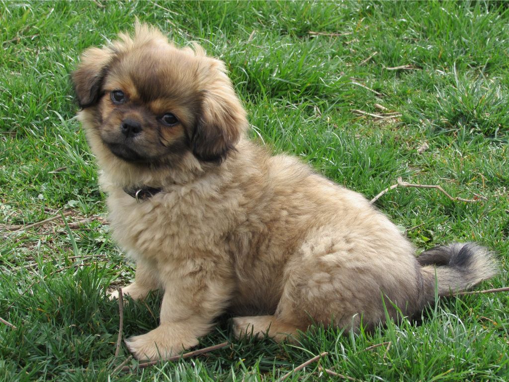 Chiot Epagneul Tibetain Omaho Mâle Disponible En Auvergne