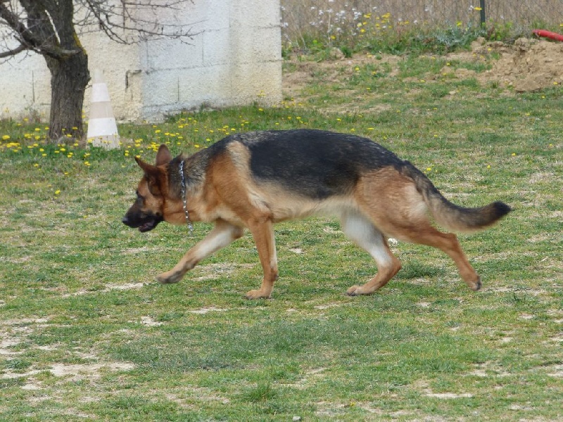 Ianka (isis) de la Plaine des Epis d'Or