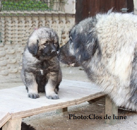 Photo - Elevage du clos de lune - eleveur de chiens Berger ...