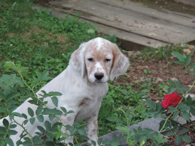 Chiot Elevage Des Oiseaux Du Paradis Eleveur De Chiens