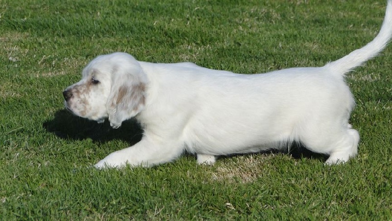 Chiot Elevage Des Oiseaux Du Paradis Eleveur De Chiens