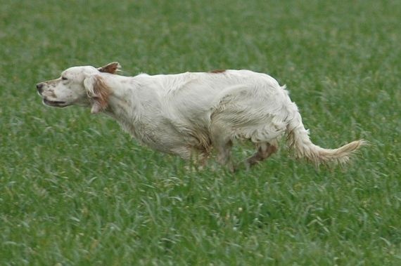 Accueil Elevage Des Oiseaux Du Paradis Eleveur De Chiens