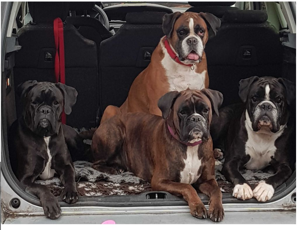 Accueil Elevage Du Fond Des Ruelles Eleveur De Chiens Boxer